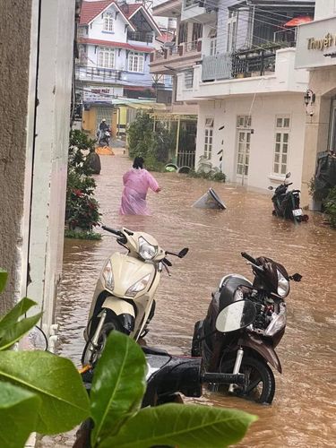 đà lạt sau trận mưa lớn: nhiều đoạn phố biến thành sông, hàng loạt cây xanh bị ngã