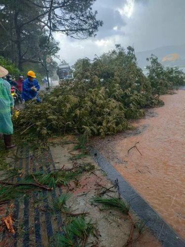 đà lạt sau trận mưa lớn: nhiều đoạn phố biến thành sông, hàng loạt cây xanh bị ngã