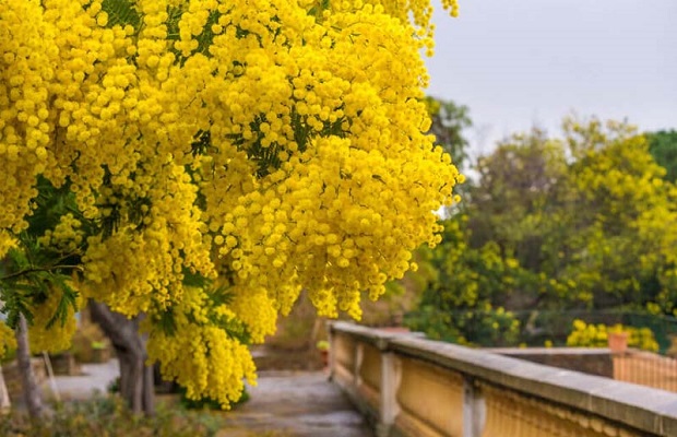 hoa mimosa đà lạt, khám phá, gặp nhau khi mùa hoa mimosa đà lạt nở vào mùa đông này nhé!