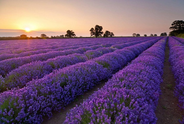 lavender đà lạt, khám phá, khám phá 2 cánh đồng hoa lavender đà lạt đẹp nhất thành phố