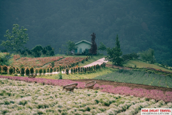 kinh nghiệm, khám phá the florest – hoa trong rừng đà lạt vườn hoa rộng vô cực