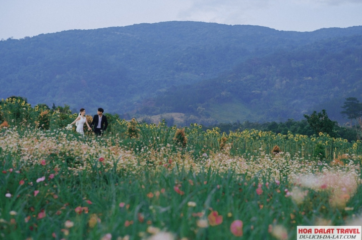 kinh nghiệm, khám phá the florest – hoa trong rừng đà lạt vườn hoa rộng vô cực