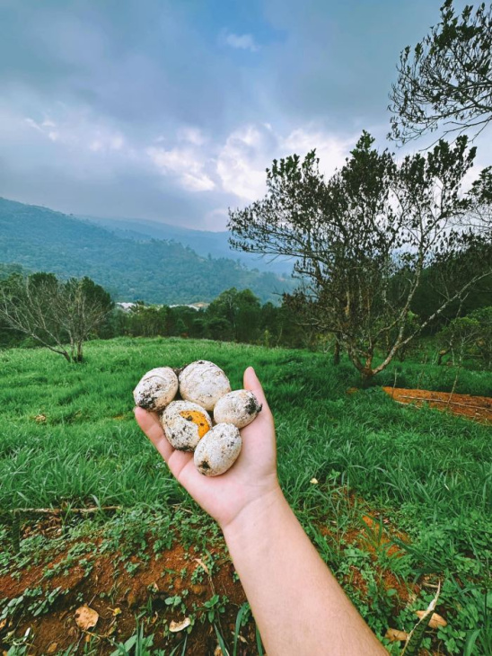 hái nấm mùa mưa ở đà lạt, khám phá, trải nghiệm, rủ nhau hái nấm mùa mưa ở đà lạt trải nghiệm thú vị và cực chill