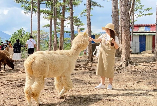 zoodoo đà lạt, khám phá, zoodoo đà lạt – vườn thú siêu dễ thương nhất định phải ghé chơi